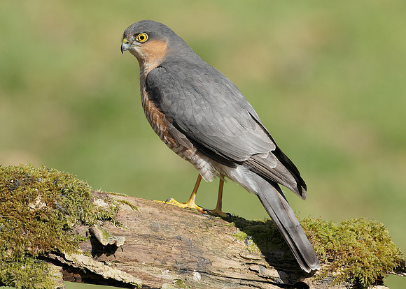 Sparrowhawk Accipiter nisus