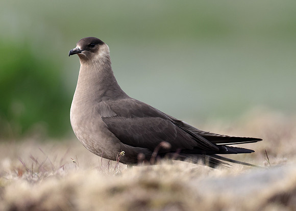 Arctic Skua Stercorarius parasiticus