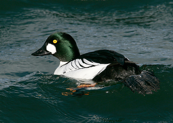Goldeneye Bucephala clangula