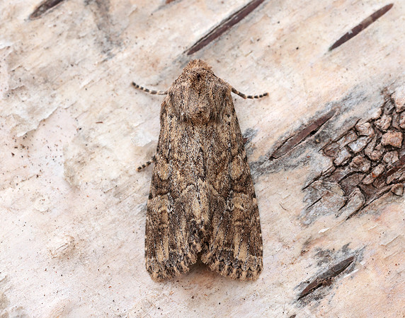 73.157 BF2333 Large Nutmeg Apamea anceps