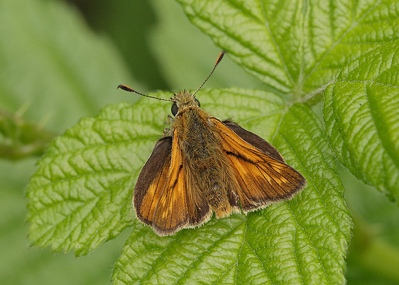 Large Skipper Ochlodes venata