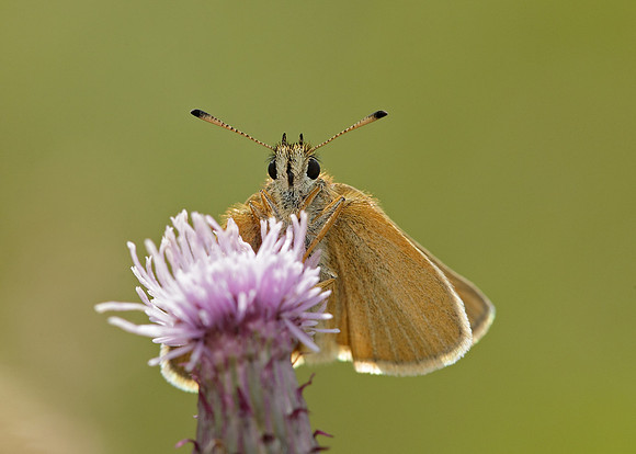 Essex Skipper Thymelicus lineola