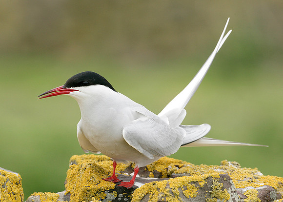 Arctic Tern Sterna paradisaea