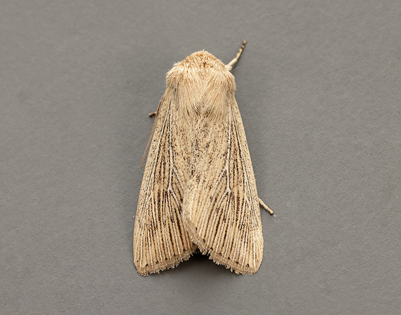 73.302 BF2204 Obscure Wainscot Leucania obsoleta