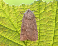 73.099 BF2384 Vine's Rustic Hoplodrina ambigua