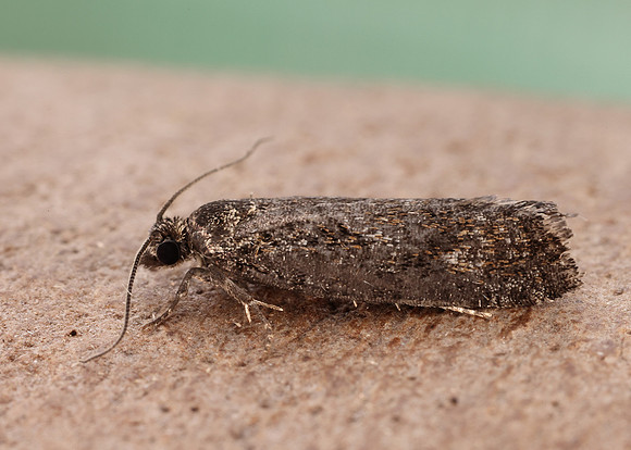 49.257 BF1166 Larch Tortrix Zeiraphera griseana