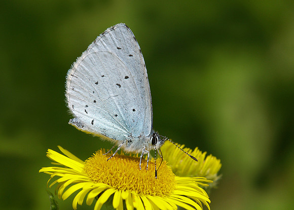 Holly Blue Celastrina argiolus