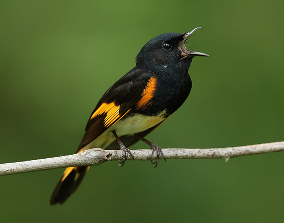 American Redstart Setophaga ruticilla