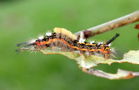 72.018 BF2025 Scarce Vapourer Orgyia recens
