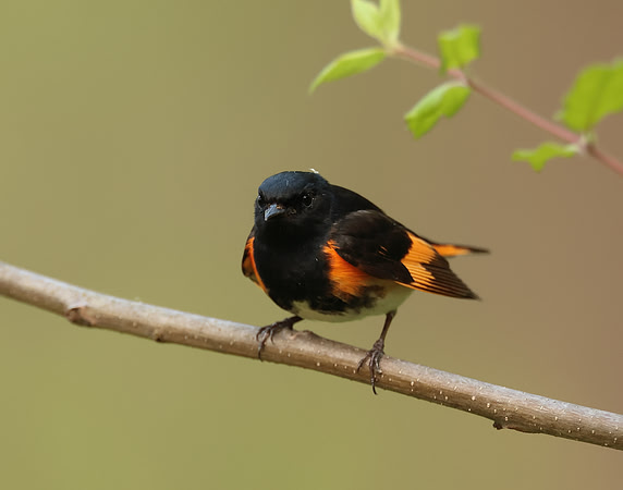 American Redstart Setophaga ruticilla