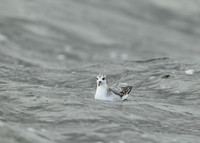 Grey Phalarope Phalaropus fulicarius