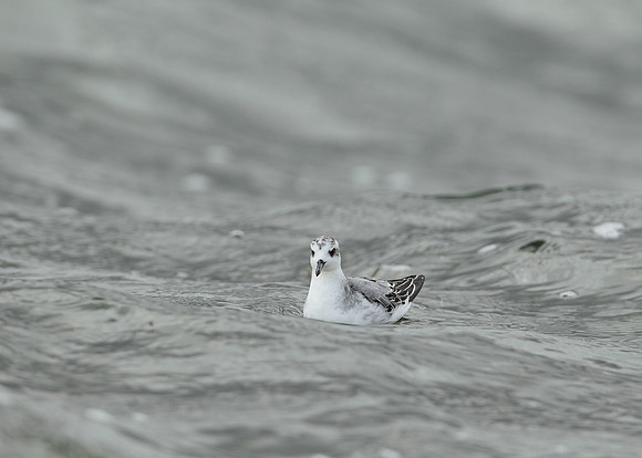 Grey Phalarope Phalaropus fulicarius