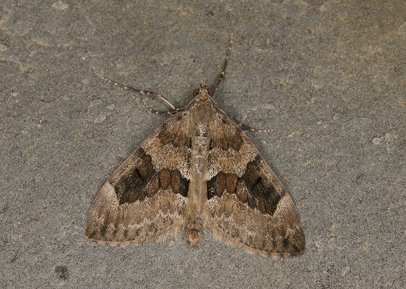 70.081 BF1768 Grey Pine Carpet Thera obeliscata