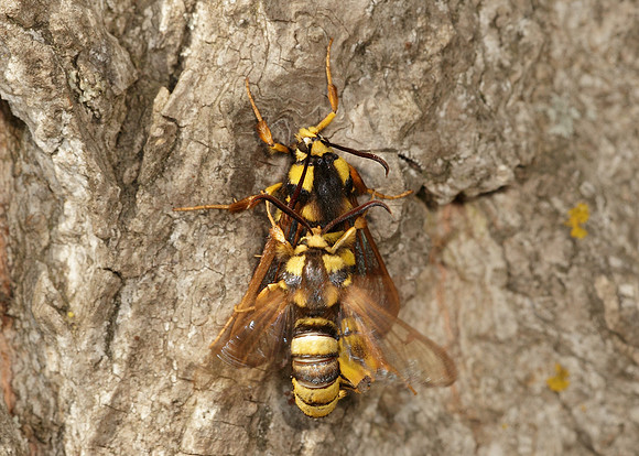 52.002 BF0370 Hornet Moth Sesia apiformis