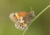 Large Heath Coenonympha tullia davus