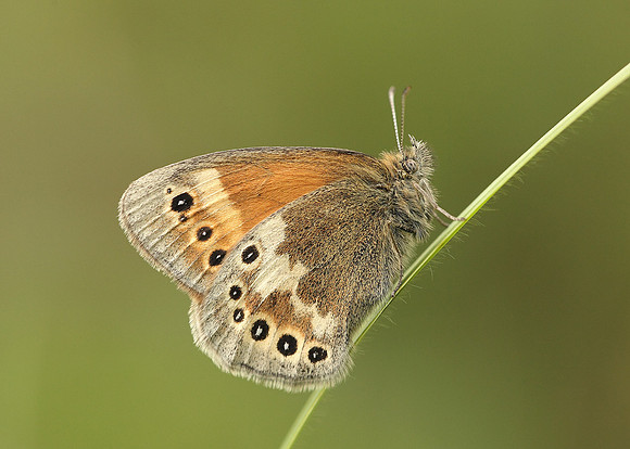Large Heath Coenonympha tullia davus