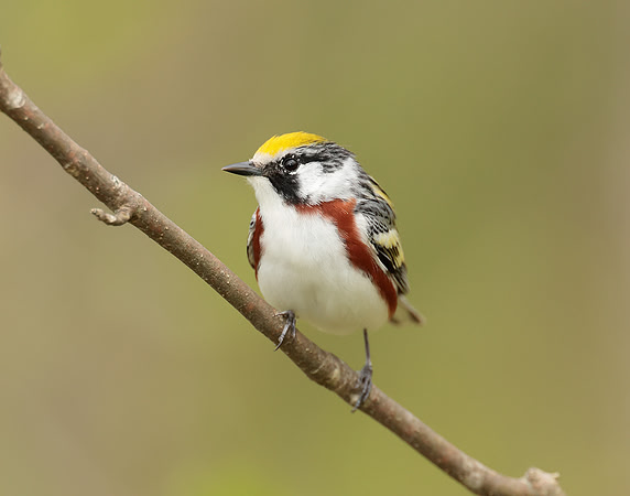 Chestnut-sided Warbler Setophaga pensylvanica
