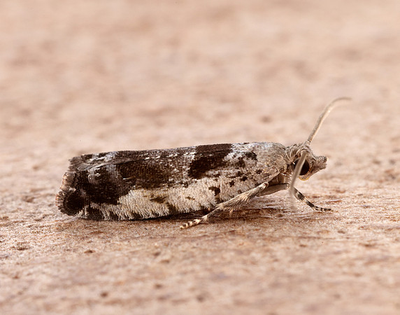 49.249 BF1134 Epinotia ramella