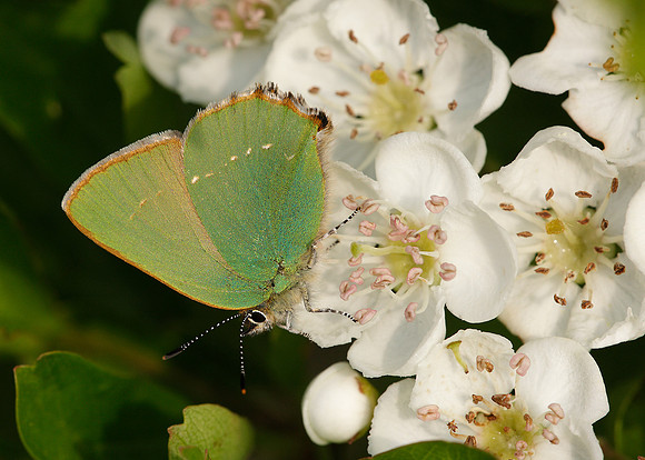 Green Hairstreak Callophrys rubi