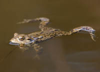 Common Toad Bufo bufo