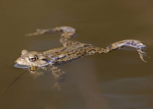Common Toad Bufo bufo