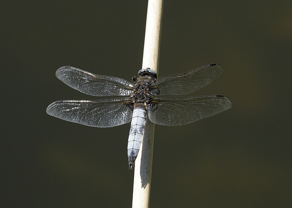 Scarce Chaser Libellula fulva