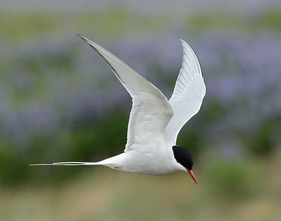 Arctic Tern Sterna paradisaea
