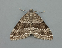 70.072 BF1744 Grey Mountain Carpet Entephria caesiata
