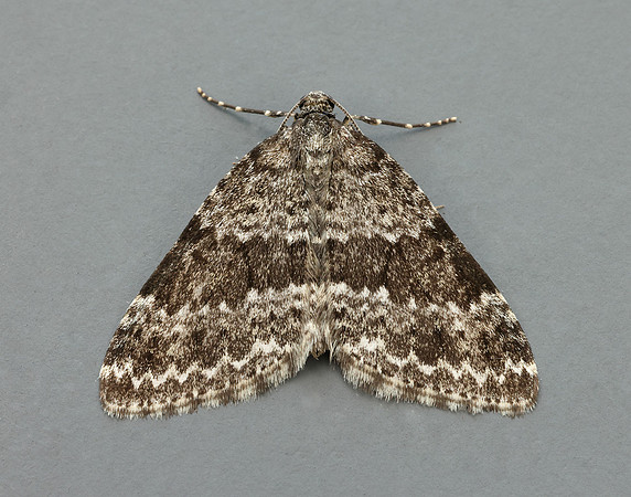 70.072 BF1744 Grey Mountain Carpet Entephria caesiata