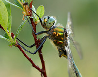 Brilliant Emerald Somatochlora metallica