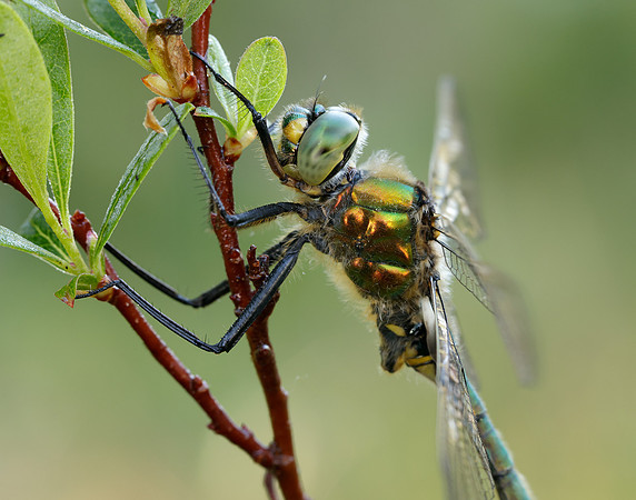 Brilliant Emerald Somatochlora metallica