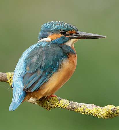 Kingfisher Alcedo atthis