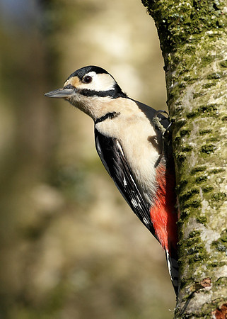 Great Spotted Woodpecker Dendrocopus major