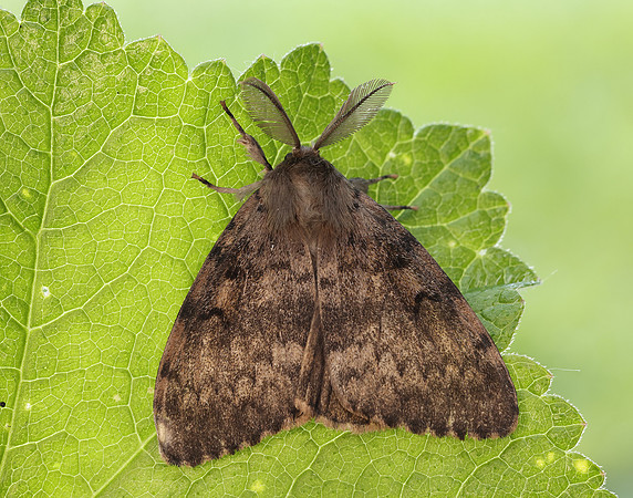 72.011 BF2034 Gypsy Moth Lymantria dispar