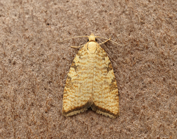49.060 BF1032 Aleimma loeflingiana