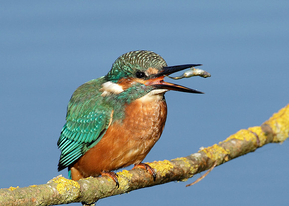 Kingfisher Alcedo atthis