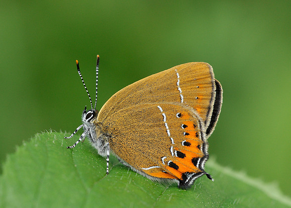 Black Hairstreak Satyrium pruni