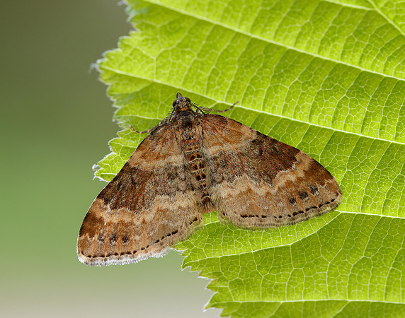70.051 BF1724 Red Twin-spot Carpet Xanthorhoe spadicearia