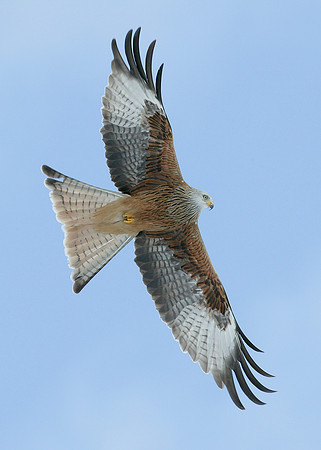 Red Kite Milvus milvus