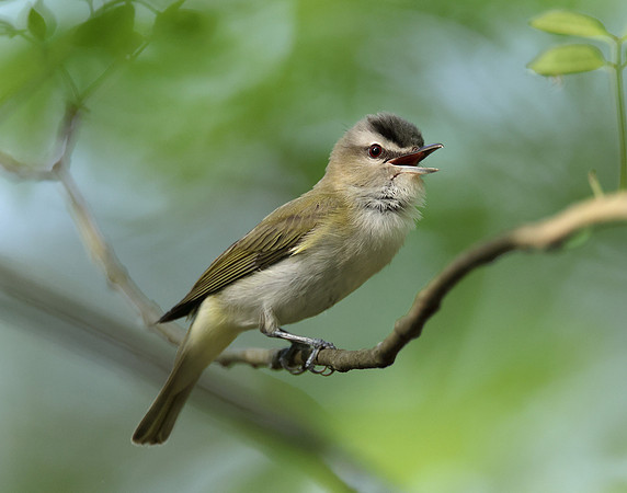 Red-eyed Vireo Vireo olivaceus