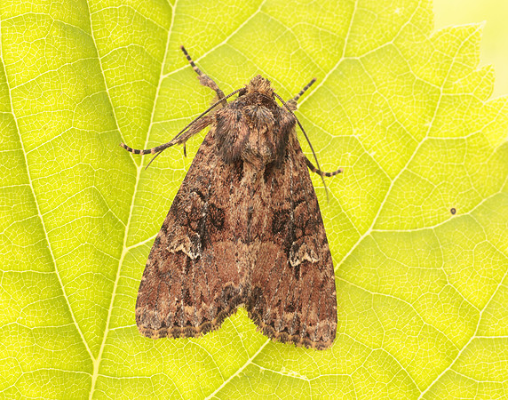 73.159 BF2331 Small Clouded Brindle Apamea unanimi