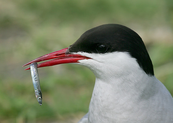 Arctic Tern Sterna paradisaea