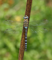 Migrant Hawker Aeshna mixta