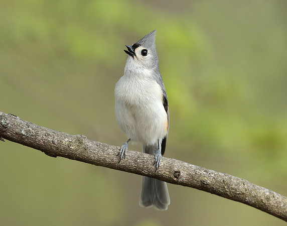 Tufted Titmouse Baeolophus bicolor
