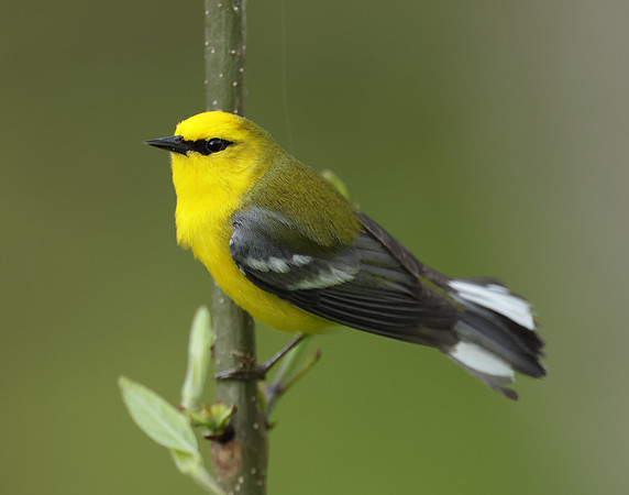 Blue-winged Warbler Vermivora cyanoptera