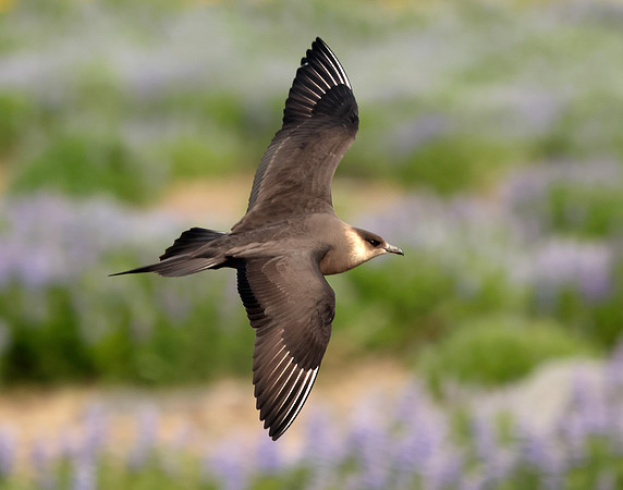Arctic Skua Stercorarius parasiticus