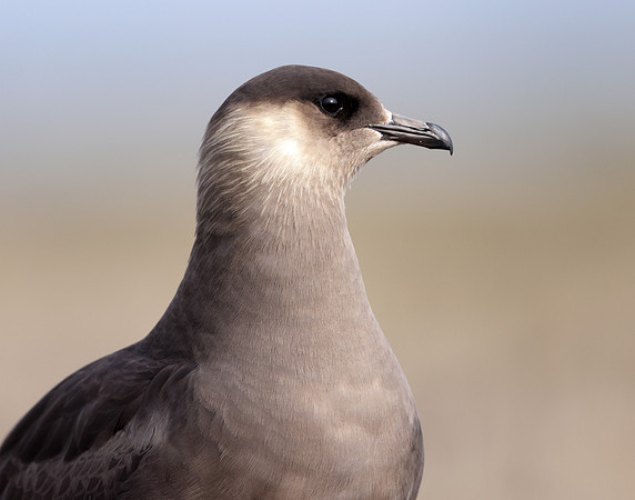 Arctic Skua Stercorarius parasiticus