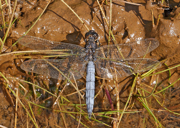 Keeled Skimmer Orthetrum coerulescens