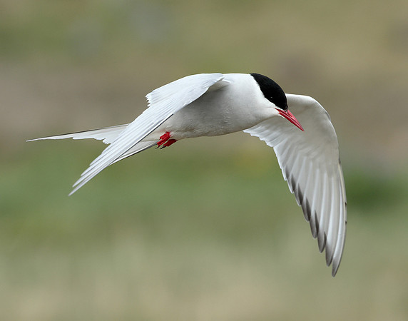 Arctic Tern Sterna paradisaea