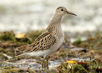 Pectoral Sandpiper Calidris melanotos